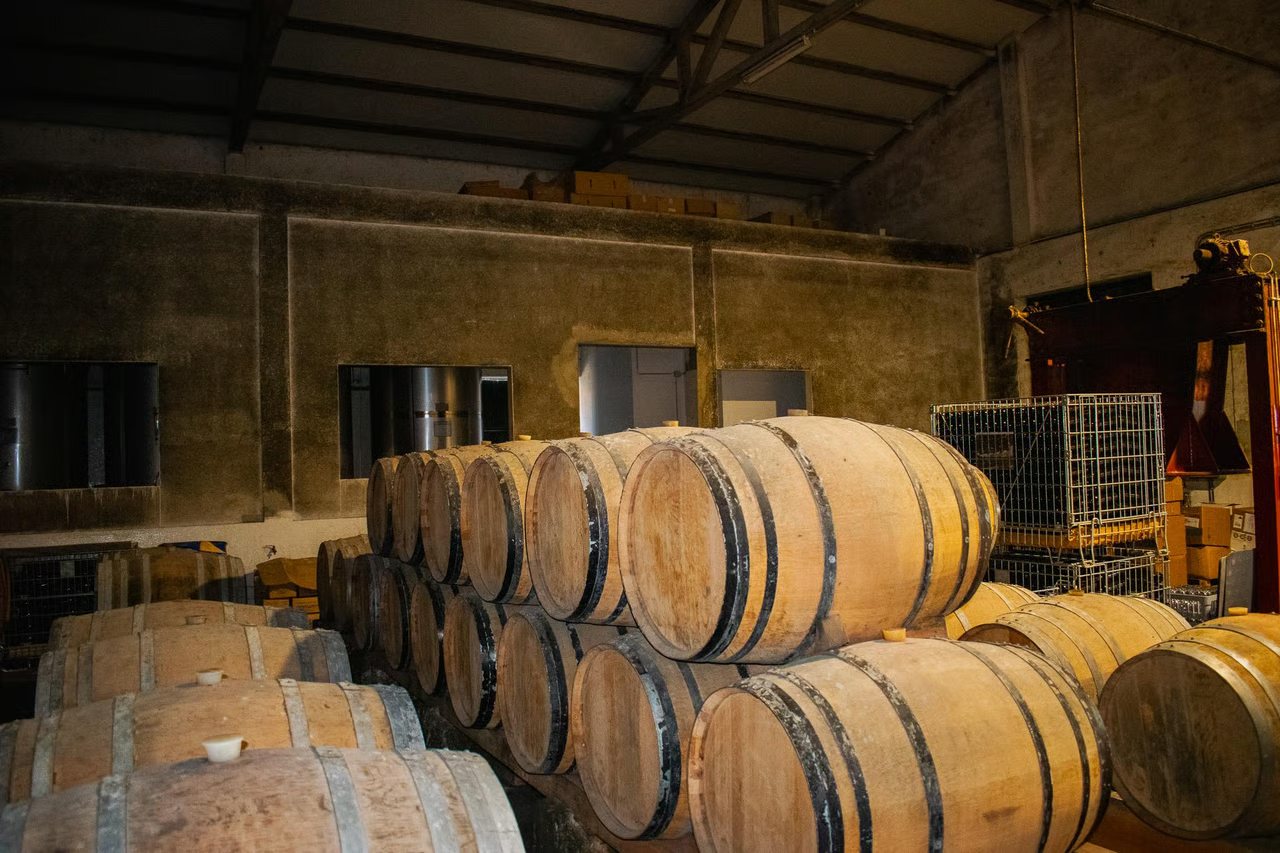 Colares: Wine with Atlantic Roots — 5